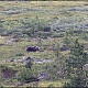 39. Встреча с хозяином тайги